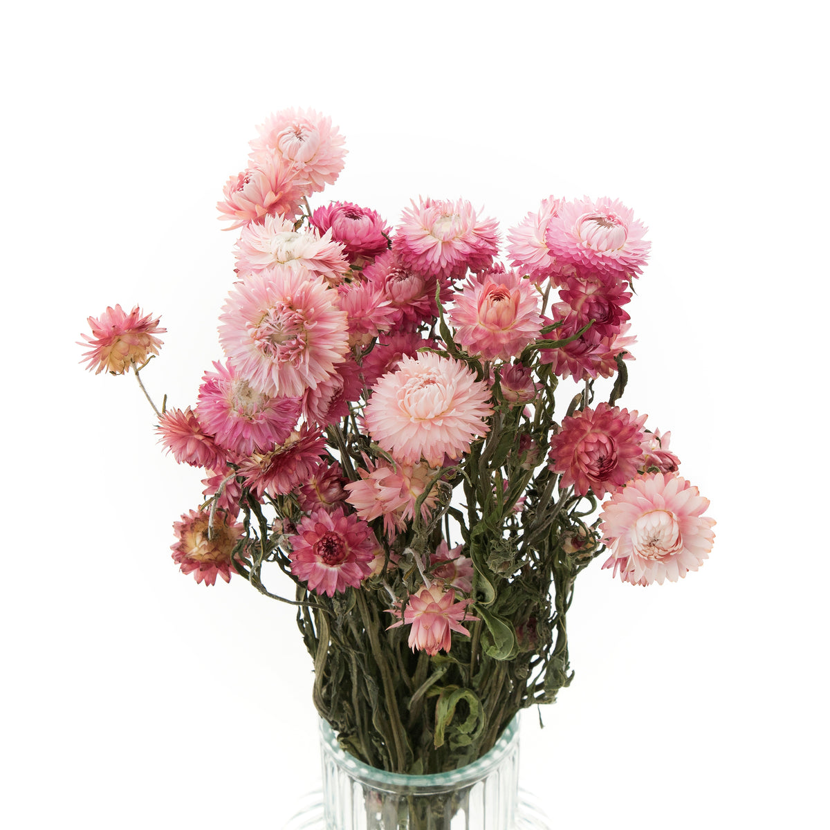 Gedroogd roze helichrysum Bunch 80g