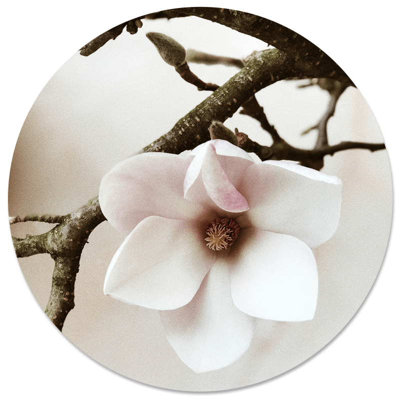 Muurcirkel soft white