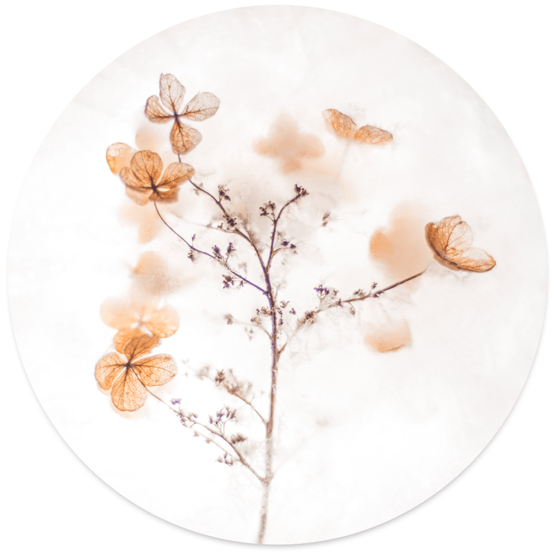 Muurcirkel soft flower