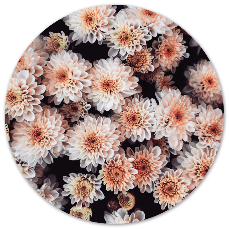 Muurcirkel flower bomb