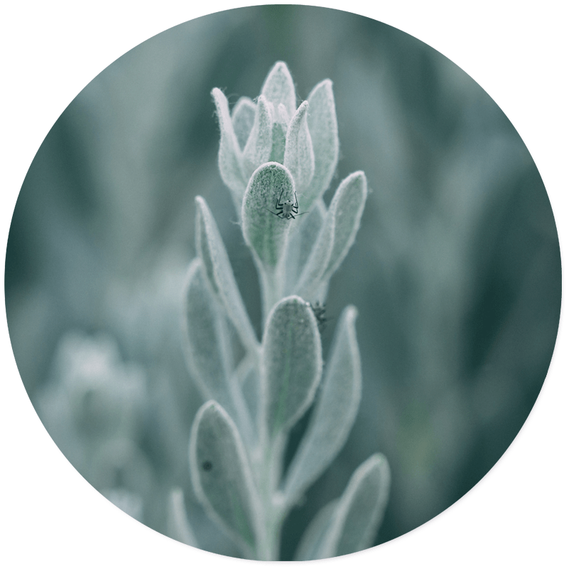 Muurcirkel mystic plant