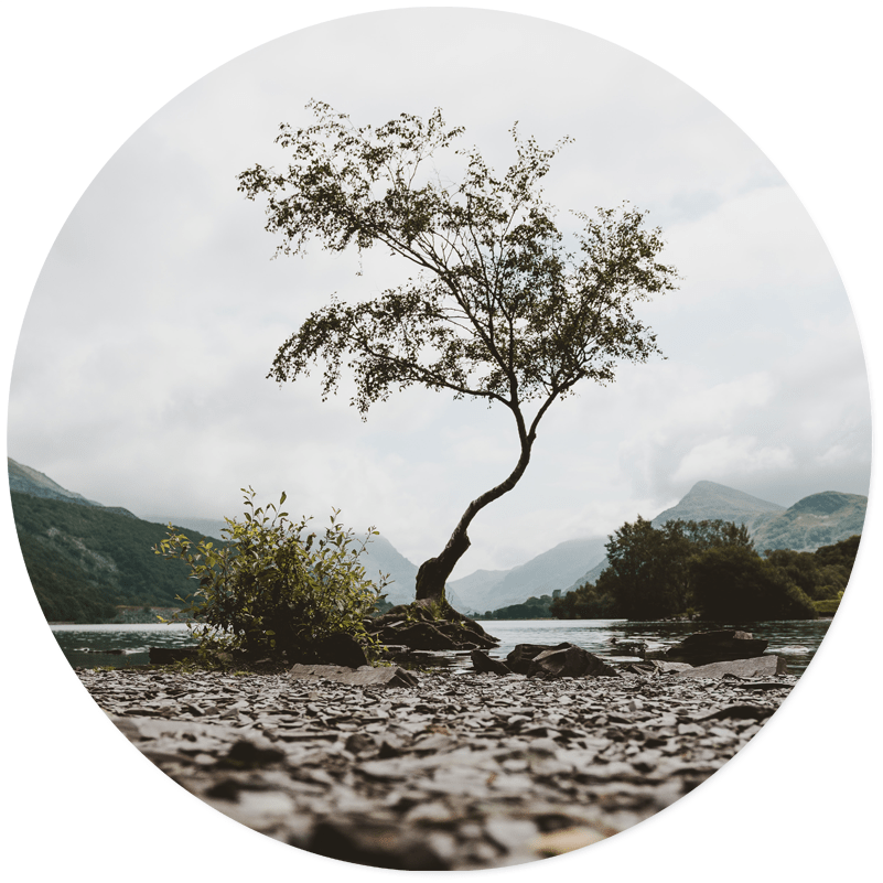 Muurcirkel mystic tree