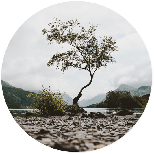 Muurcirkel mystic tree