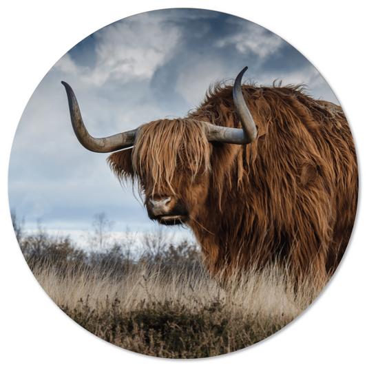Muurcirkel buffel
