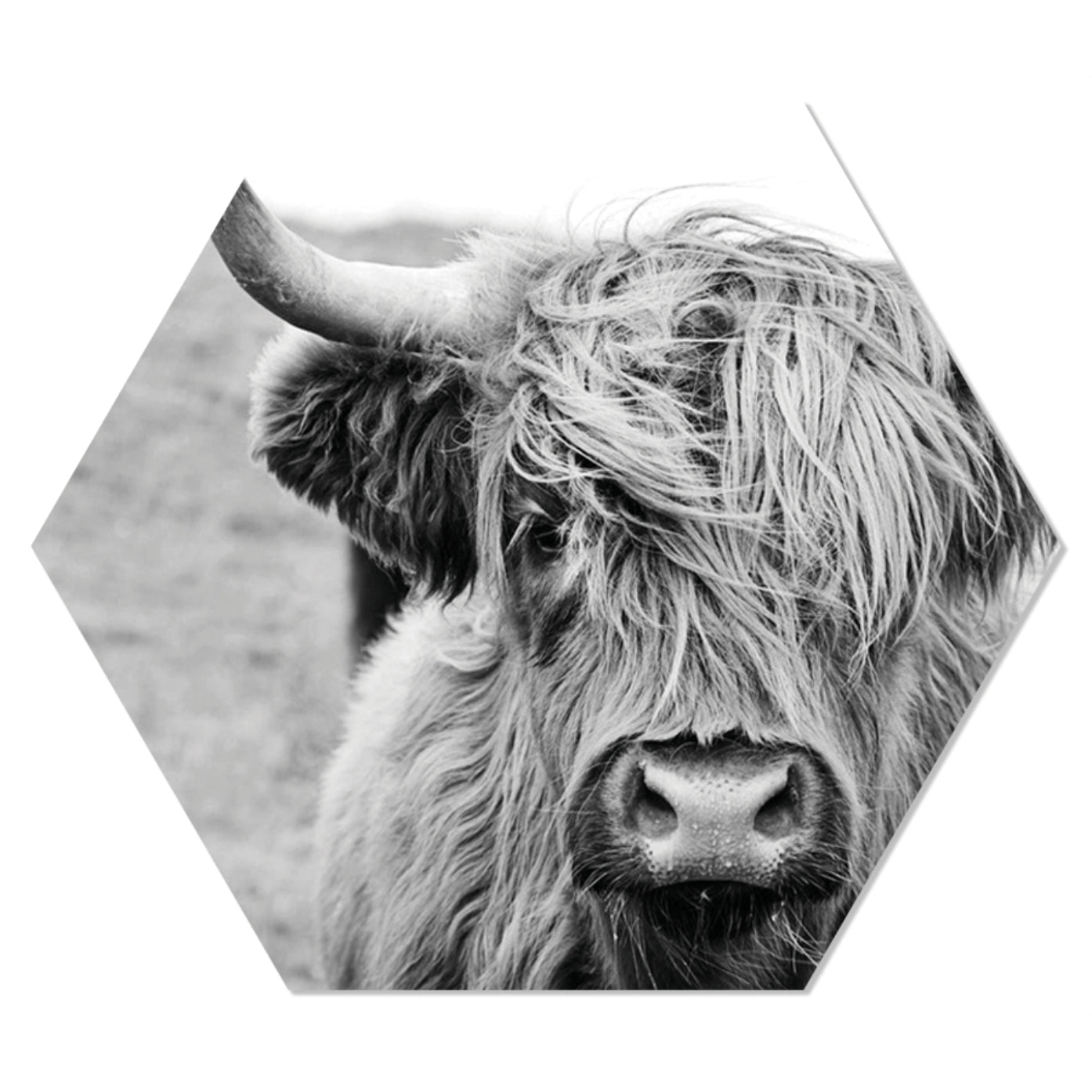 Muurhexagon cow