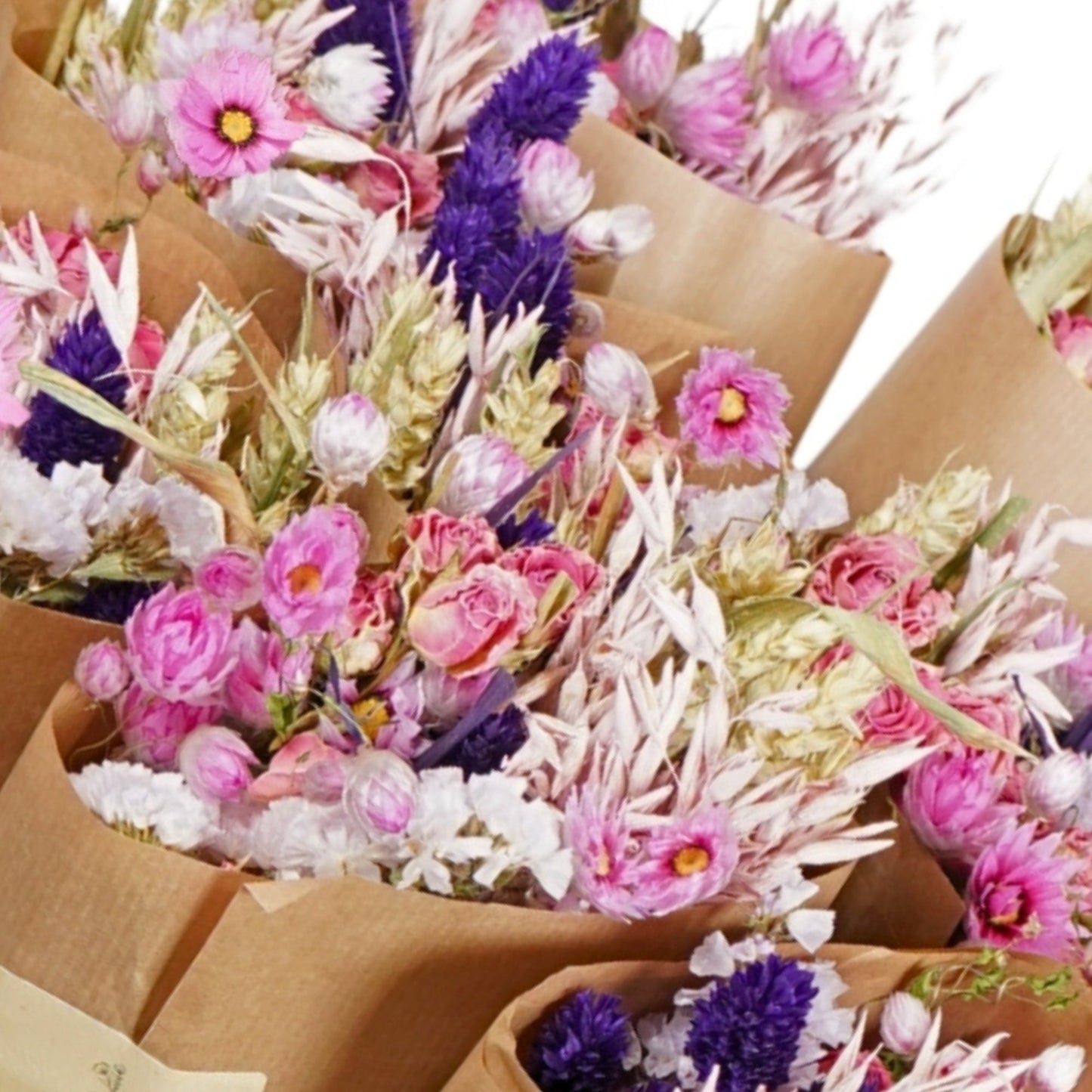 Droogbloemen - Purple Glow