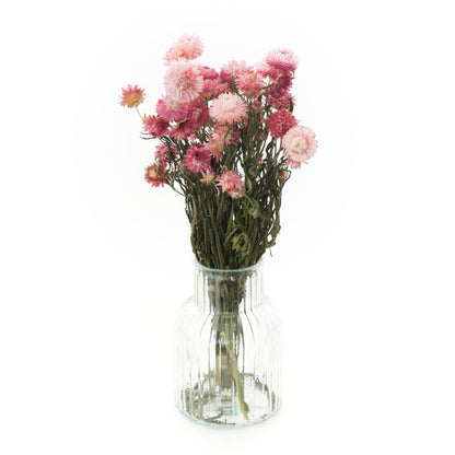 Gedroogd roze helichrysum Bunch 80g