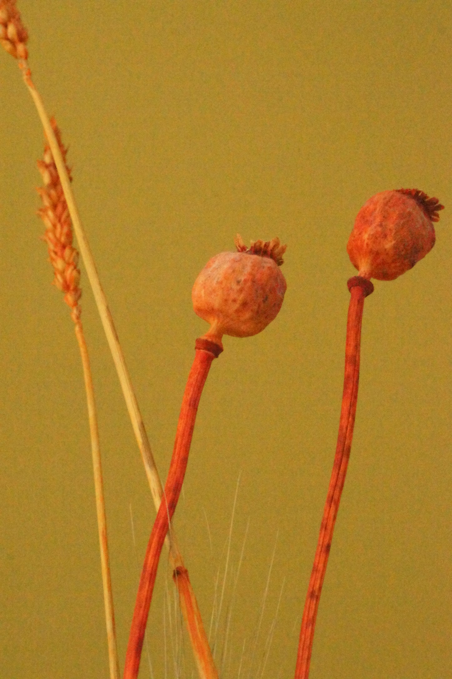 Houten standaard (incl droogbloemen)