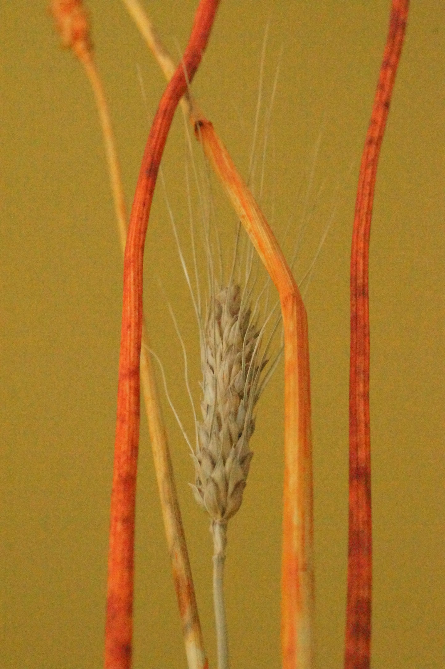 Houten standaard (incl droogbloemen)